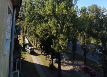 Для будівництва нового ЖК на одній із вулиць Львова зріжуть майже 50 дерев