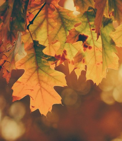 Дощі припиняться, стане тепліше: погода на Львівщині 25 вересня