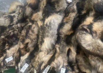 Громадянин Польщі намагався незаконно провезти в Україну хутро єнота – Надзвичайні події