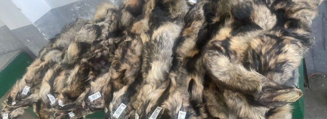 Громадянин Польщі намагався незаконно провезти в Україну хутро єнота