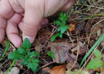 Квітка папороті існує? На Трухановому острові в Києві знайшли рідкісну червонокнижну рослину