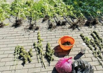 Мешканець Львівщини організував вирощування та збут коноплі у двох областях України — Львівщіна