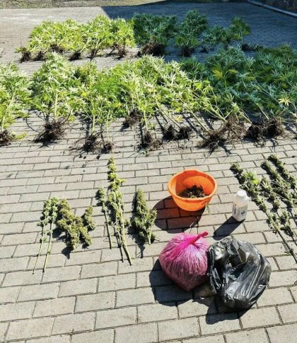 Мешканець Львівщини організував вирощування та збут коноплі у двох областях України