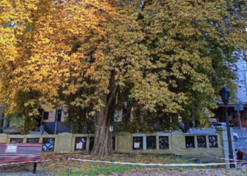 Музей історії України погрожує судом «Київзеленбуду» через те, що ті не спиляли хворий каштан