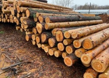 На Львівщині директор лісництва незаконно вирубав дерев на 3 млн грн