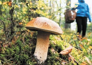 На Львівщині зафіксували перший смертельний випадок від отруєння грибами