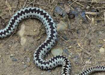 На Львівщині змія вжалила молоду жінку: потерпіла перебуває в реанімації — Львівщіна