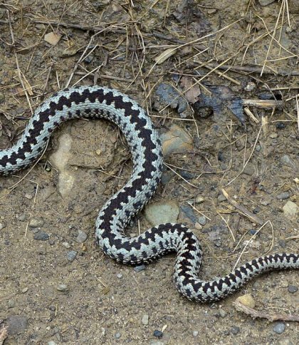 На Львівщині змія вжалила молоду жінку: потерпіла перебуває в реанімації