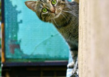 У Львові кіт закрив господиню на балконі: її рятували патрульні (відео)