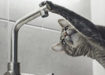 Від сьогодні на дві доби відключать гарячу воду на кількох вулицях Львова