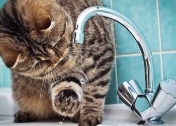 Завтра у Винниках, Чижках і Підберізцях не буде води. Перелік адрес