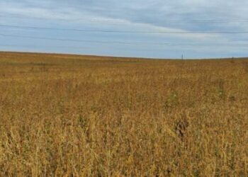 Поблизу Дублян невідомі самовільно засіяли 50 гектарів комунальної землі соєю та засадили картоплею – Надзвичайні події