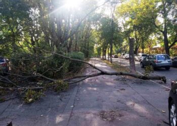 Потужний вітер в Києві зламав два десятки дерев і пошкодив ще сотню