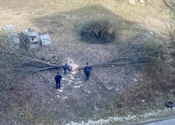 У Львові досі не покарали винних у незаконній рубці дерев на двох вулицях