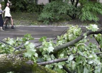 У Львові на проспекті Свободи зріжуть аварійні дерева