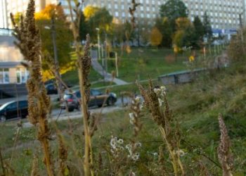 У Львові закриють базар на вулиці Миколайчука: його перенесуть в інше місце