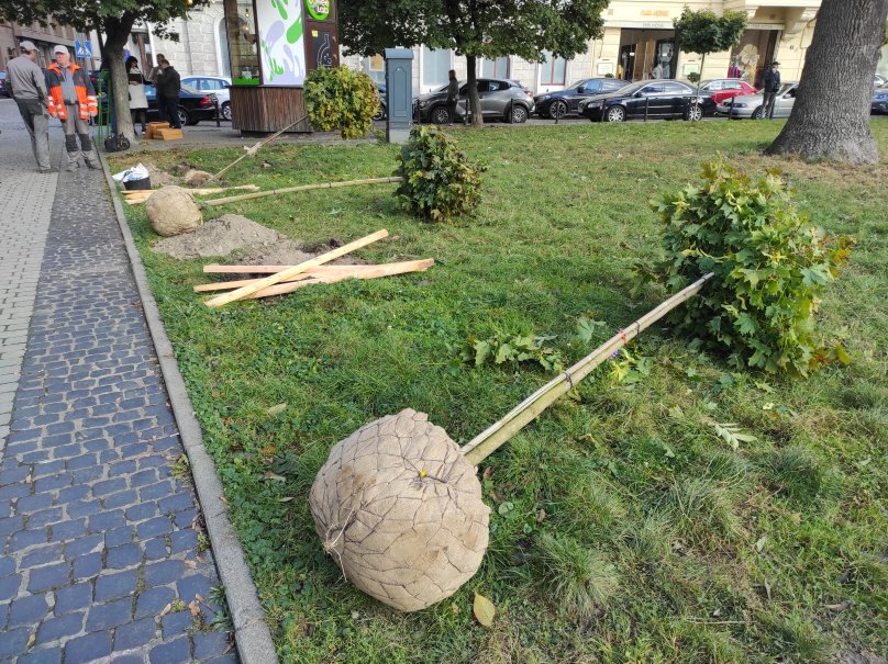 На вулиці Валовій посадили кулясті клени