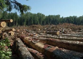3 млн грн шкоди. Під Львовом незаконно вирубали ліс