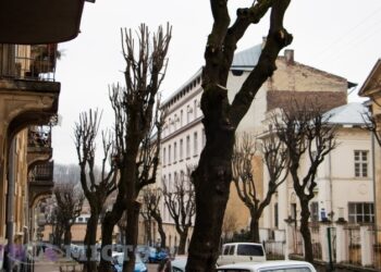 Де цього тижня у Львові зрізатимуть дерева. Адреси