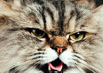 На Дрогобиччині зафіксували другий за місяць випадок сказу у домашнього кота — Львівщіна