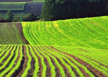 На Львівщині у росіянина конфіскували 4 земельні ділянки, вартістю понад 4 млн грн  — Львівщіна