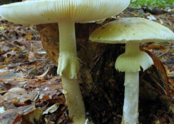 На Львівщині від отруєння грибами померла  37-річна жінка — Львівщіна