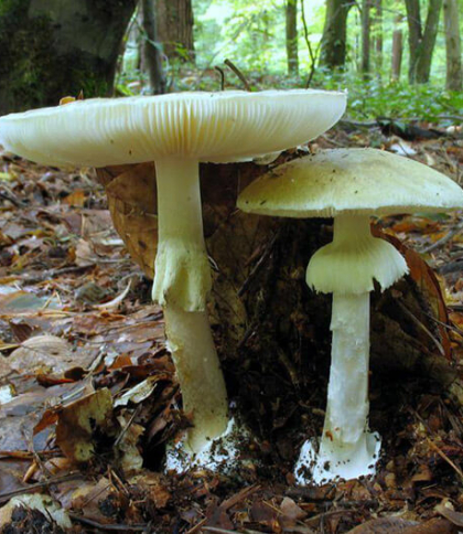 На Львівщині від отруєння грибами померла  37-річна жінка