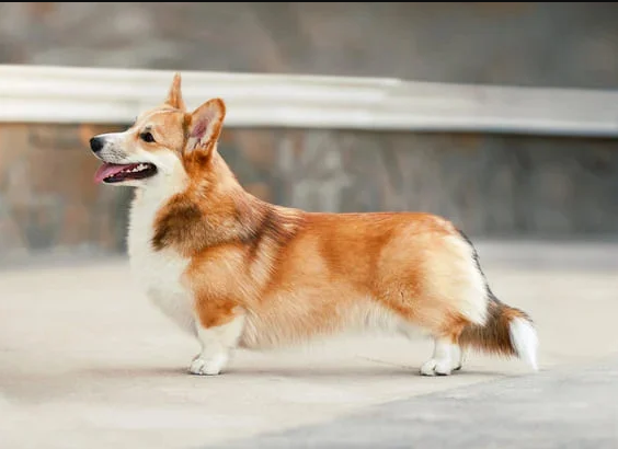 фото умовне