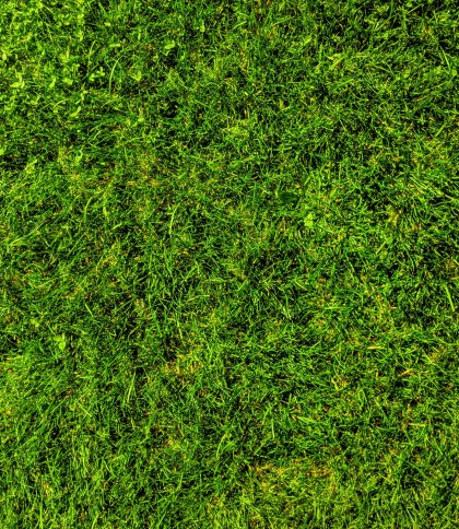 У Львові витратять майже 3 млн грн на косіння газонів перед зимою