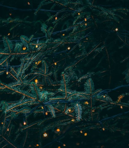 У Львові визначили місця, де продаватимуть ялинки