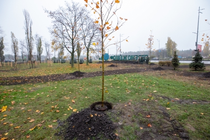 Фото: Київзеленбуд