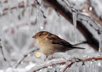 Період опадів завершується, надалі Черкащину охоплять морози – Новини Черкасс