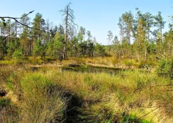 Гаражним кооперативам відмовили в апеляції про ліквідацію заказника «Торфовище Білогорща»