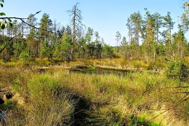Фото: з відкритих джерел