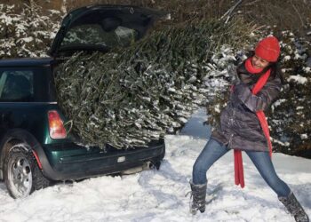 Як перевозити ялинку в автомобілі: поради для водіїв | АВТО НОВИНИ |