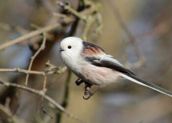 На Дніпропетровщині помітили рідкісних зимових пташок |  Дніпро