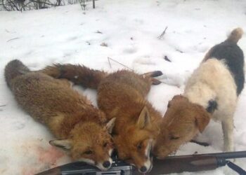 На Львівщині мисливці розпочали відстріл хижаків — Львівщіна