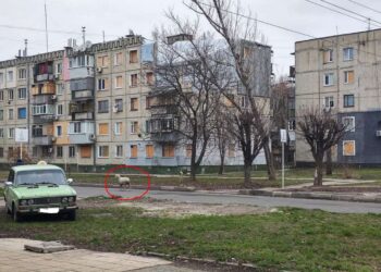 По Никополю бродит одинокий баран, заставивший волноваться сотни людей (ФОТО) – Дніпро