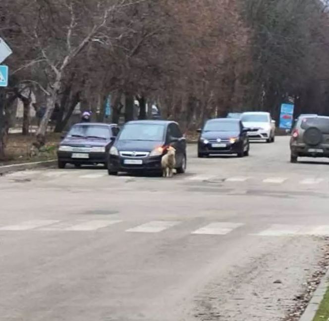 Новости Днепра про По Никополю бродит одинокий баран, заставивший волноваться сотни людей (ФОТО)