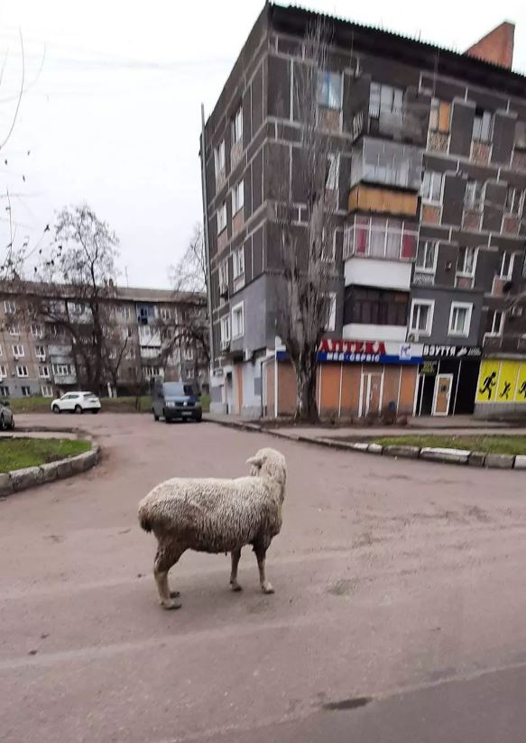 Новости Днепра про По Никополю бродит одинокий баран, заставивший волноваться сотни людей (ФОТО)