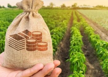 Понад 5,5 млрд грн залучили аграрії Черкащини на розвиток господарств — Новости Черкасс