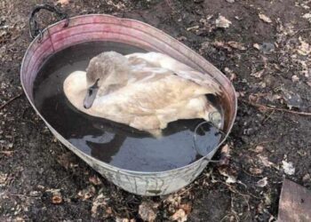 Пройшов курс уколів та приймає ванни в балії: як живе врятований у селі на Черкащині лебідь Гоша — Новости Черкасс