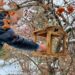 Учні шкільного лісництва «Різана криниця» піклуються про птахів взимку — Новости Черкасс