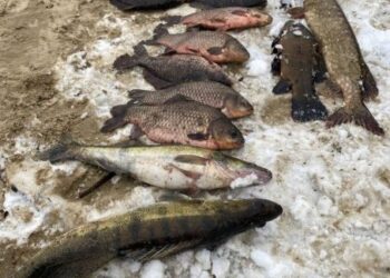 В адмінмежах села Лозівок інспектори помітили громадянина, який займався виловом риби за допомогою заборонених знарядь — Новости Черкасс