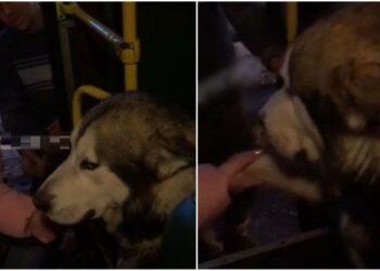 В Днепре пес-великан без хозяина решил проехаться в 124-й маршрутке (ВИДЕО) – Дніпро