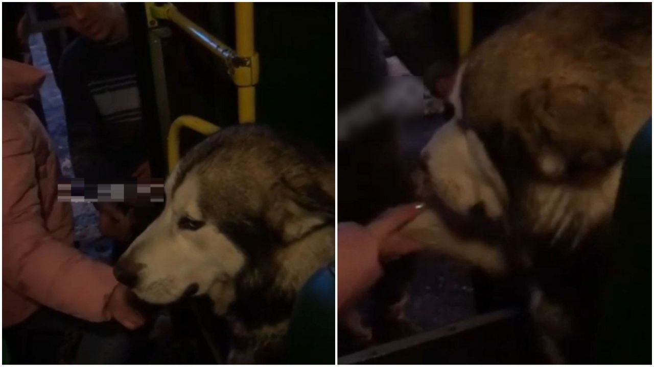 Новости Днепра про В Днепре пес-великан без хозяина решил проехаться в 124-й маршрутке (ВИДЕО)