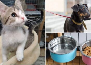 В Днепре приют, который занимается 157 животными, на грани выживания: какая помощь нужна – Дніпро