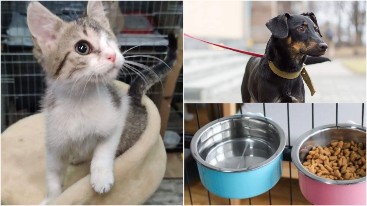 Новости Днепра про В Днепре приют, который занимается 157 животными, на грани выживания: какая помощь нужна