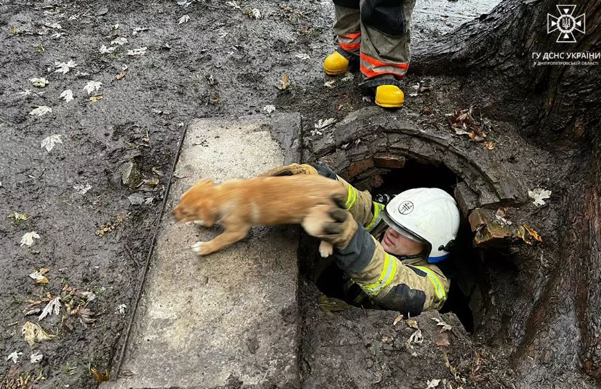 Новости Днепра про В Днепропетровской области трое щенков случайно оказались под землей