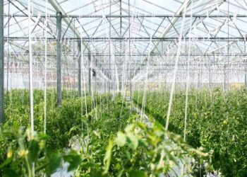 В теплиці за 68 млн євро на Львівщині будуть вирощувати овочі